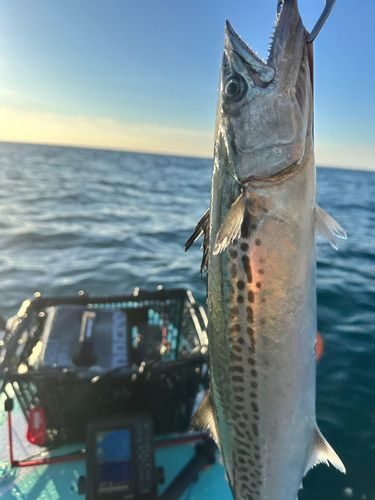 サゴシの釣果
