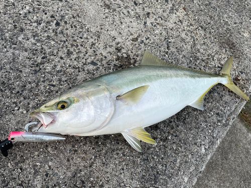 周防大島（屋代島）