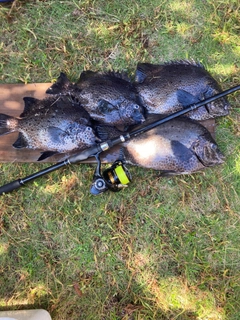 イシガキダイの釣果