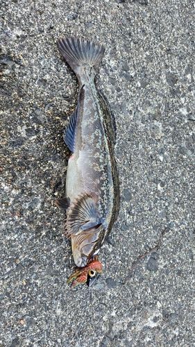 アイナメの釣果