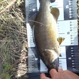 スモールマウスバス