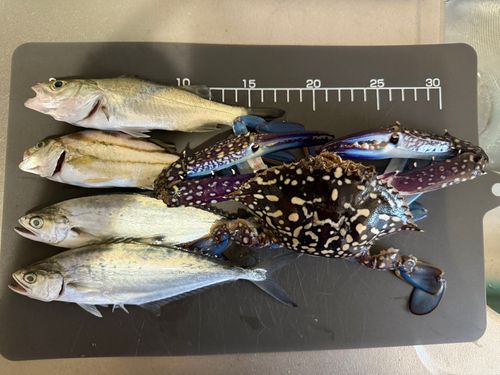 セイゴ（マルスズキ）の釣果