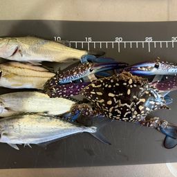 セイゴ（マルスズキ）