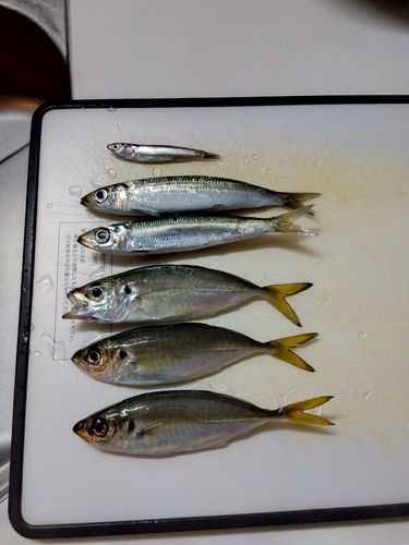 アジの釣果