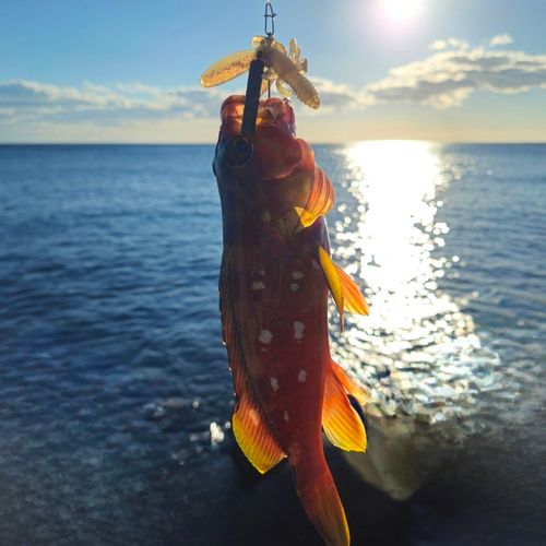 アカハタの釣果