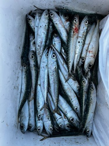 サバの釣果