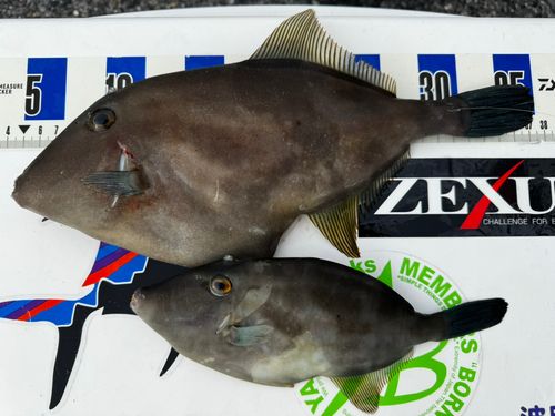 ウマヅラハギの釣果