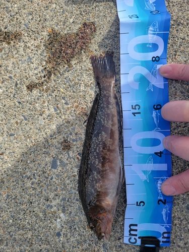 アイナメの釣果