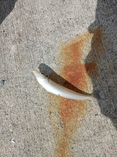 シロギスの釣果