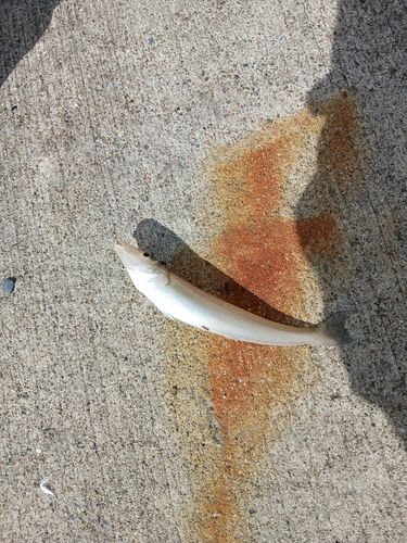 シロギスの釣果