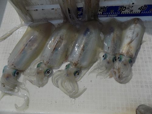アオリイカの釣果
