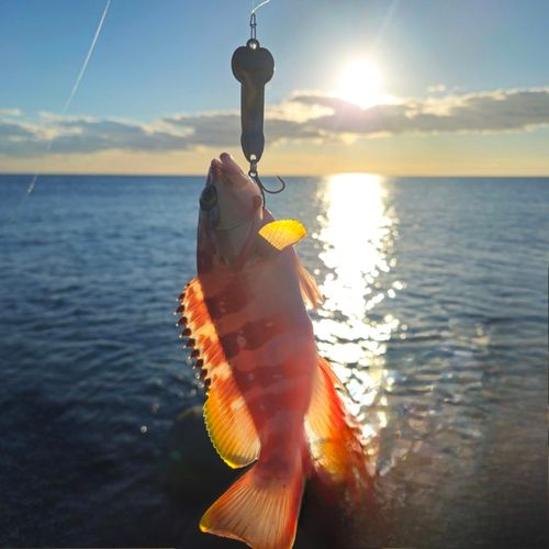 アカハタの釣果