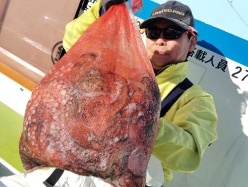 マダコの釣果