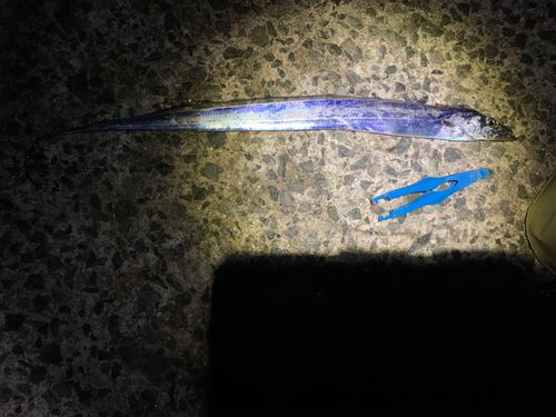 タチウオの釣果