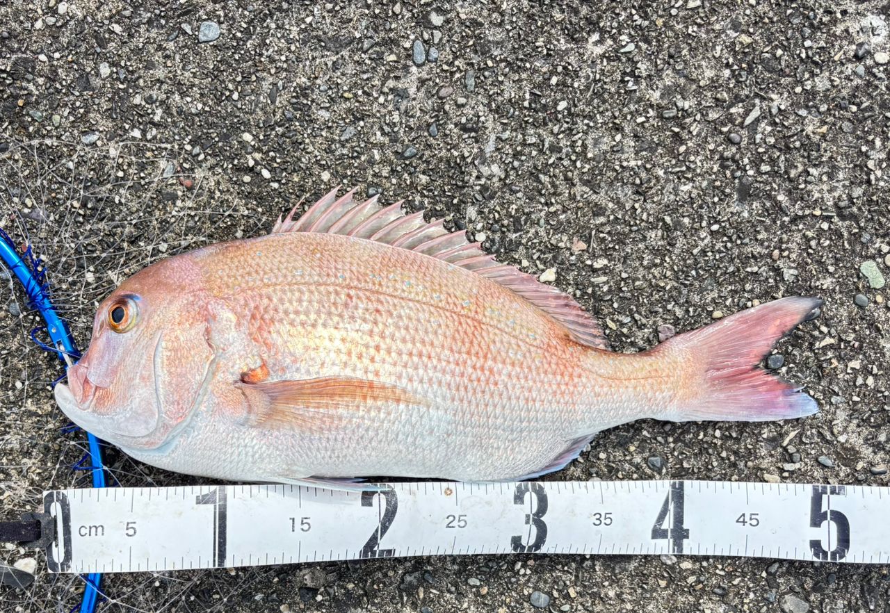 ダイワ/DAIWA　リバティクラブ 磯風 ３号-３９・K ダイワ リバティクラブ 磯風 3号-39・K (ロッド・釣竿) 価格比較