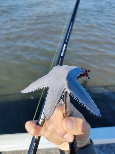 ゴンズイの釣果