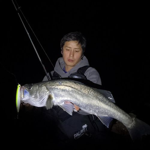 マルスズキの釣果