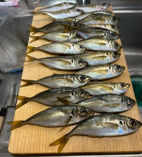 アジの釣果