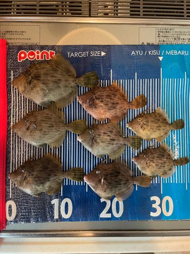 カワハギの釣果