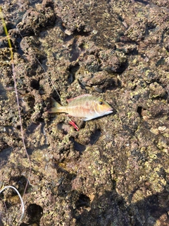 クチナジの釣果