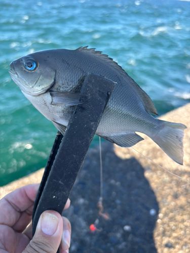 クロメジナの釣果