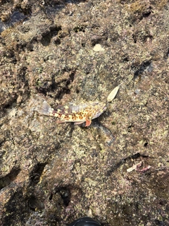 イソゴンベの釣果