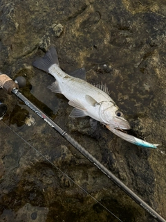 セイゴ（ヒラスズキ）の釣果
