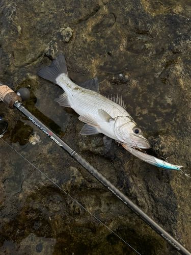 セイゴ（ヒラスズキ）の釣果