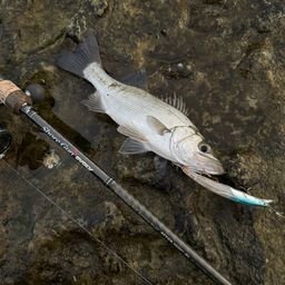 セイゴ（ヒラスズキ）