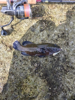 アオノメハタの釣果