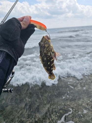 イソゴンベの釣果