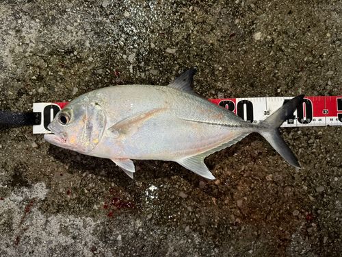 カスミアジの釣果