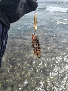 イシミーバイの釣果