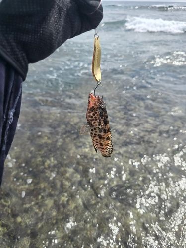 イシミーバイの釣果