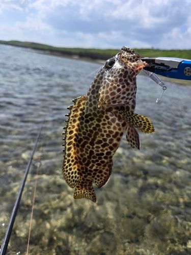 イシミーバイの釣果