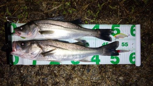 シーバスの釣果