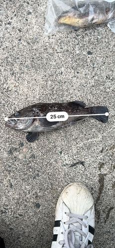 クロソイの釣果