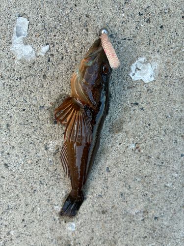 アナハゼの釣果