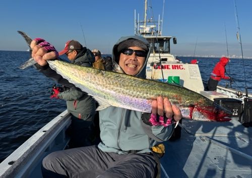 サワラの釣果