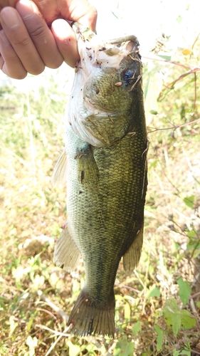 新川（霞ヶ浦）