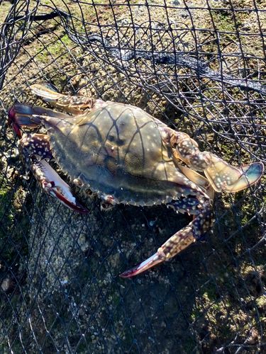 ワタリガニの釣果
