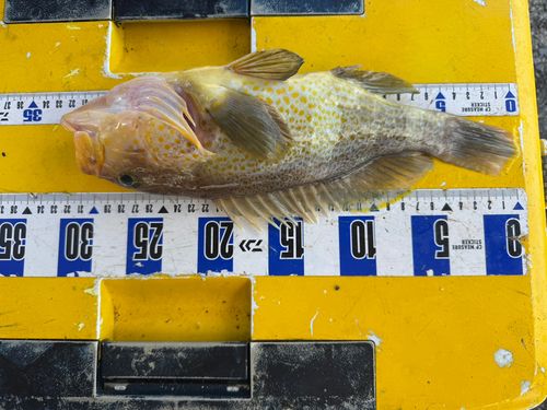 キジハタの釣果