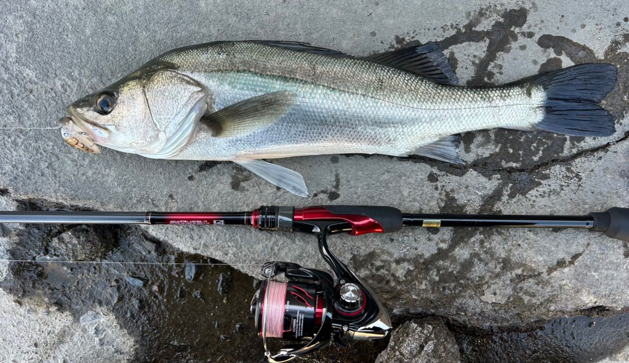 DAIWA 20月下美人 アジング 80ML-Tの最安値・インプレ・釣果 | 本音の