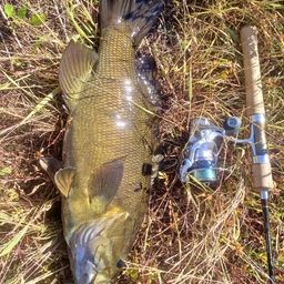 スモールマウスバス