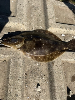 ヒラメの釣果