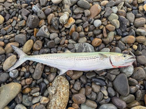 熊野川（新宮川）河口