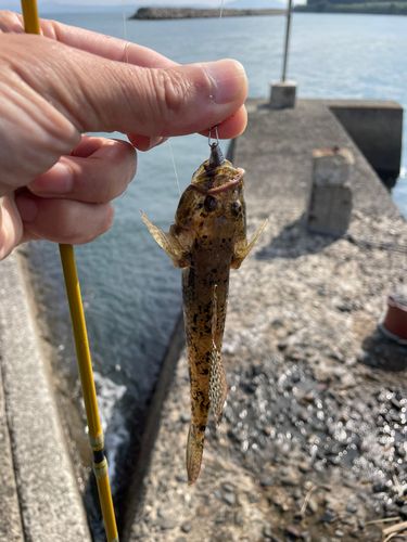 ハゼの釣果