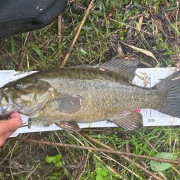 スモールマウスバス