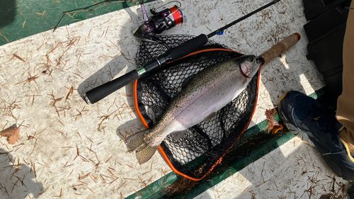 ニジマスの釣果