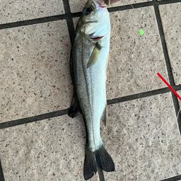 セイゴ（タイリクスズキ）